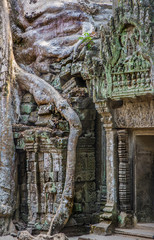 Naklejka premium Ficus Strangulosa Banyan tree growing over a doorway in the anci
