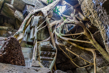 Ficus Strangulosa Banyan tree growing over a doorway in the anci