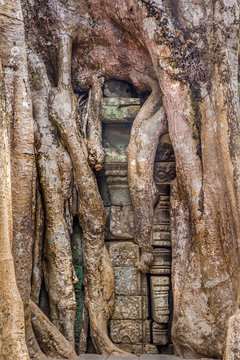 Ficus Strangulosa Banyan tree growing over a doorway in the anci