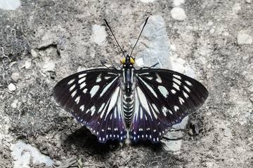 Obraz na płótnie Canvas The Common Courtesan butterfly
