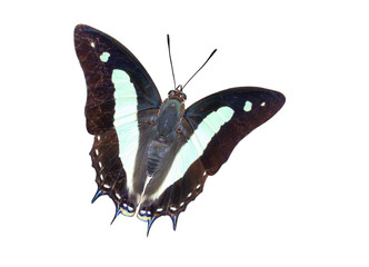 Isolated common nawab butterfly