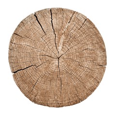 Cross section of tree trunk showing growth rings on white