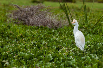 Heron Lake, egret, birds, wildlife, sky, feathers,