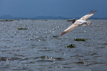 Pelican, birds, wildlife, sky, feathers, beak, claws