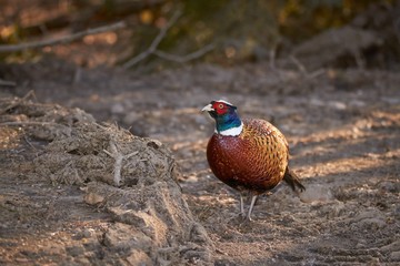 Pheasant (Phasianus colchicus) walking on the ground
