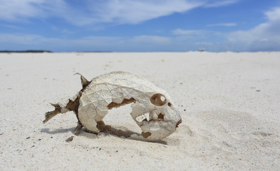 Fish skeleton with preserved scales