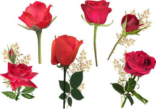 six isolated bright red roses collection