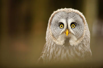 Great grey owl closeup portrait