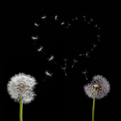old dandelions and heart symbol from flying seeds on black