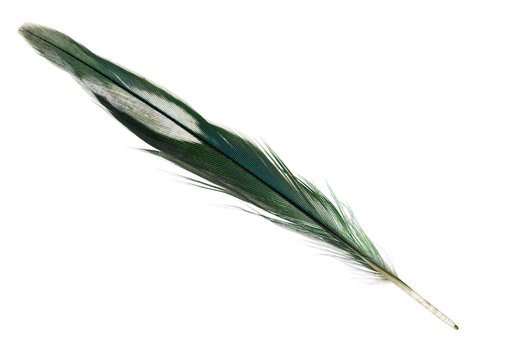 dark green parrot feather isolated on white