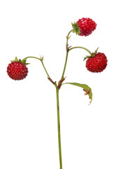 three dar red isolated wild strawberries