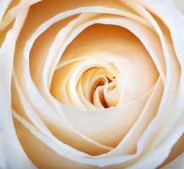 closeup of delicate light rose