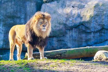 Obraz premium Lion