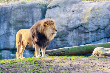 Lion