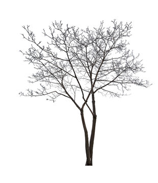winter isolated maple bare tree