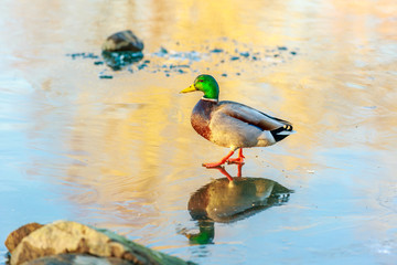Mallard on Ice