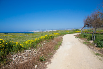 Trees and road in the meadow with yellow flowers. In the backgro