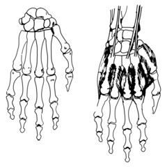 Skeleton of the hand and fingers for usual medicine dictionary