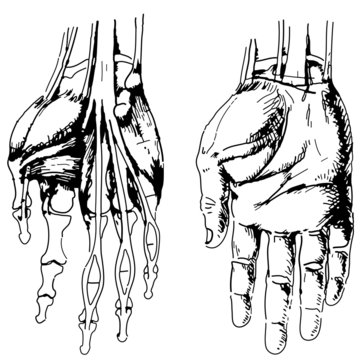 Skeleton of the hand and fingers for usual medicine dictionary