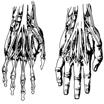 Skeleton of the hand and fingers for usual medicine dictionary