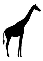 Giraffe Silhouette