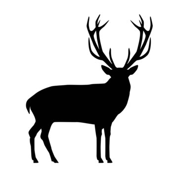 Hirsch Silhouette
