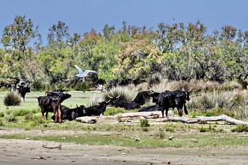 Camargue, paesaggio 10