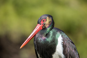 Black stork