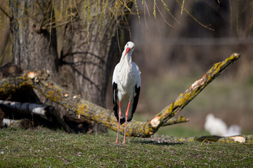 White stork © Budimir Jevtic