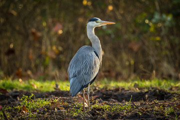 Naklejka premium Great blue heron walks in a forest