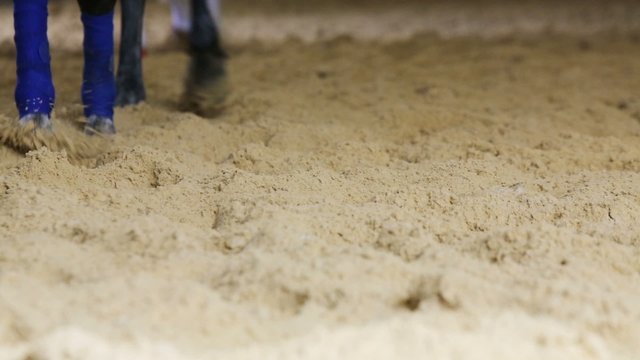 Soft yellow sand and feet of walking horse with tied up pasterns