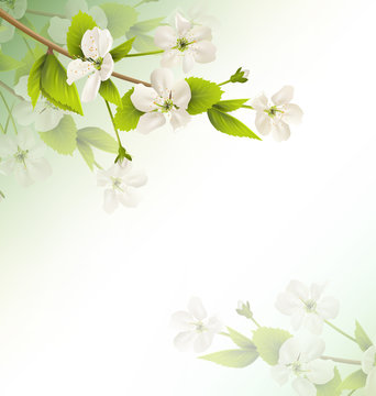 Cherry branch with white flowers on green background