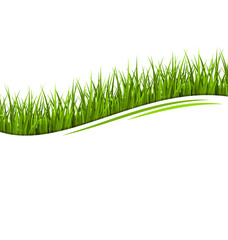 Green grass lawn wave isolated on white. Floral eco nature backg