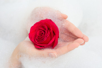 Fototapeta premium red rose and foam in female hands