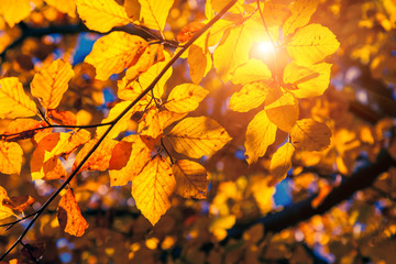 Fototapeta na wymiar autumn leaf in forest