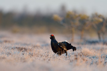 Black grouse in the bog