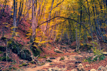 colorful autumn forest