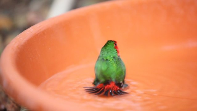 Diamond Firetail bird playing in the water