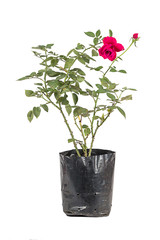 The rose