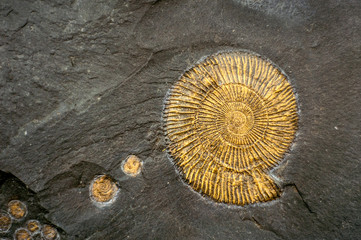 Fossil snail ammonite