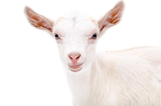 Portrait of a white goat