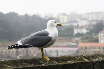 Seagull under the rain