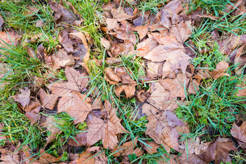Brown leaves fallen on grass