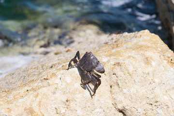 Little Crab on th rock