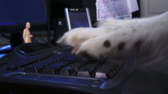 Dogs paws typing, badly, on a computer keyboard.