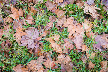 Brown leaves fallen on grass