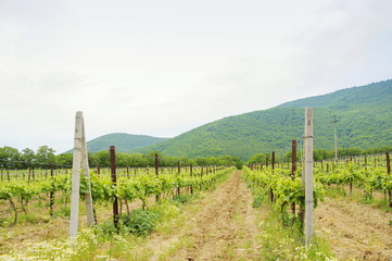 Fototapeta na wymiar Landscape with green vineyard's rows in south