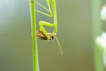 食事中のカマキリ