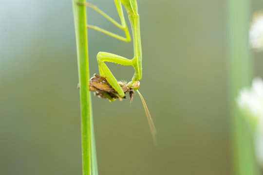 食事中のカマキリ