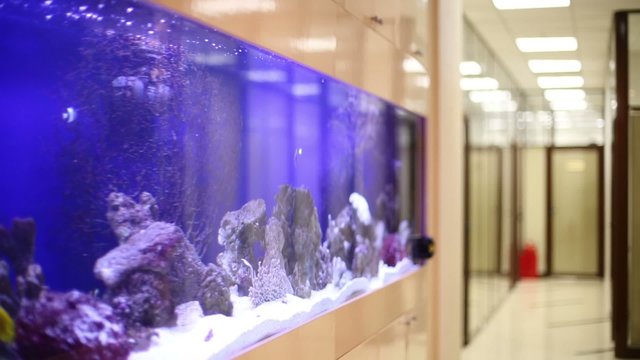 Tropical fishes swim in large built-in aquarium with pure water